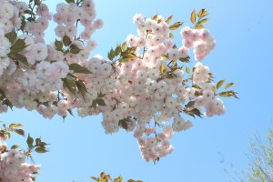 八重桜