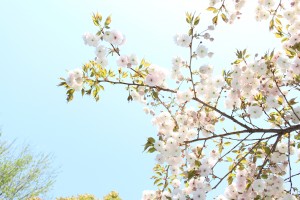 八重桜