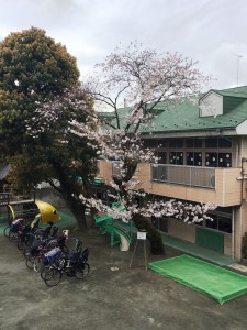 桜