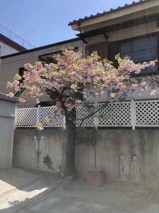 八重桜