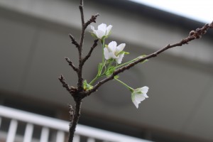 秋桜